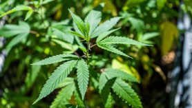 O țară UE va legaliza, în premieră, cultivarea și consumul de marijuana pentru uz personal